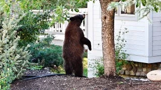 Black bears invade Lake Tahoe homes as break-ins surge and locals fortify defenses