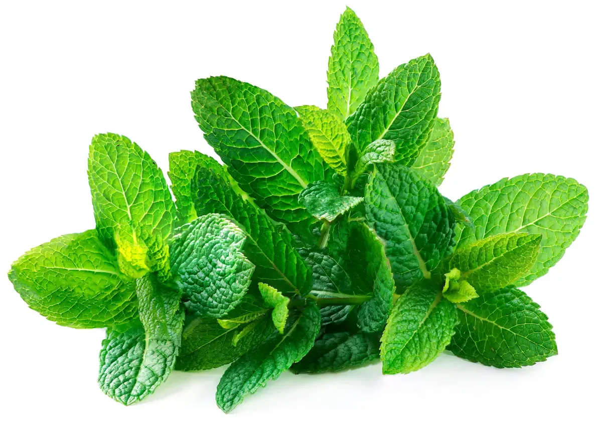 La menta es una poderosa planta originaria de Europa y Medio Oriente. Fuente: Shutterstock.