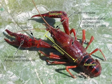 Un aristócrata liberó miles de cangrejos rojos americanos en el Guadalquivir en 1974: 50 años después, la situación ha llegado a un punto de no retorno