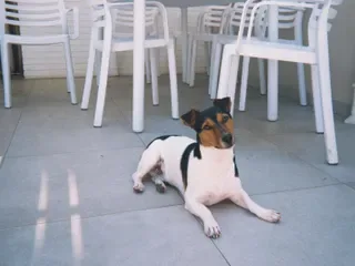 Un perro.