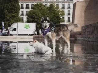 Un perro jugando en la Plaza Colón de Madrid.